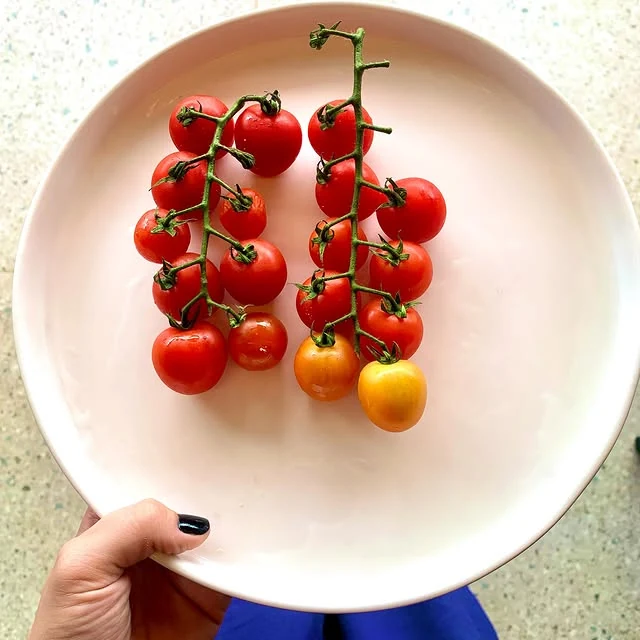 Tomates frescos no prato, registro do cotidiano da Gabriella
